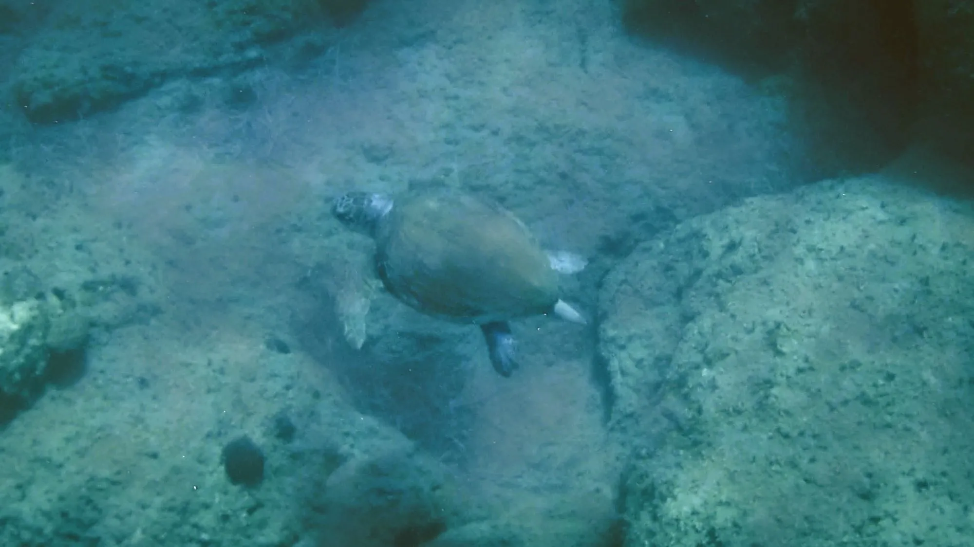 A lovely sea turtle I was able to photograph while snorkelling.