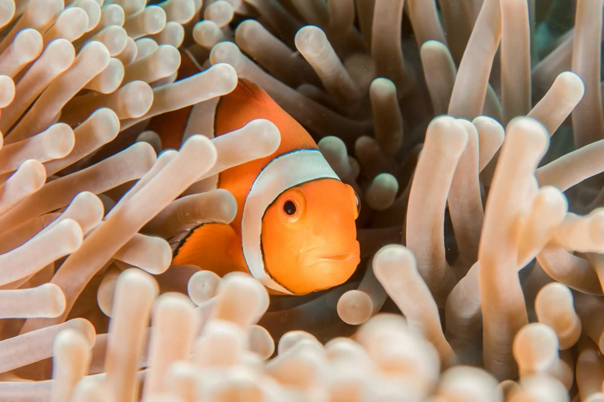 Fish in algae