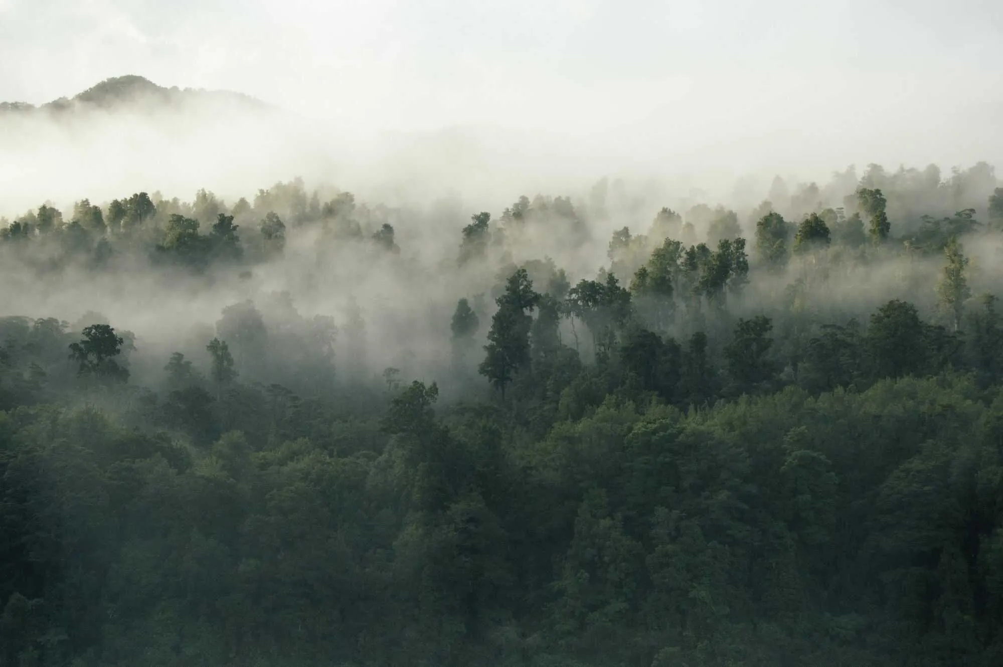 Forest and dew